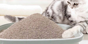 Khử mùi giày bằng cát vệ sinh cho mèo. 