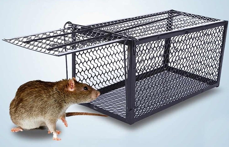 cách đuổi chuột ra khỏi nhà